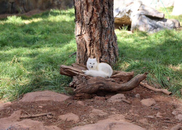 White fox laying on a log (Bearizona)